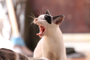 animal-339400_200
