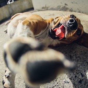 犬の肉球クリームはこれがおすすめ 手作りするならこの方法が良い 気になるあれこれ