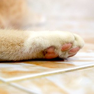 猫の肉球 ケアにおすすめのクリームをご紹介 簡単に手作りする方法には 気になるあれこれ